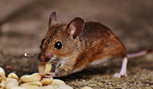 24 Hour & Emergency Exterminators in Silver Springs, FL